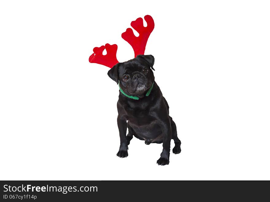 Curious Black Pug Wearing Christmas Reindeer Ears. Curious Black Pug Wearing Christmas Reindeer Ears