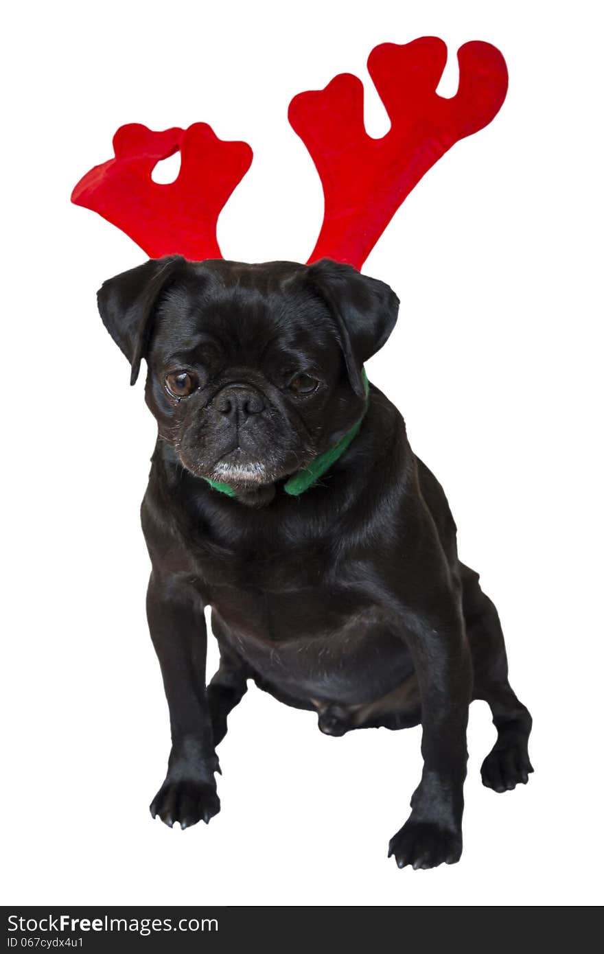 Sad Black Pug Wearing Christmas Reindeer Ears. Sad Black Pug Wearing Christmas Reindeer Ears