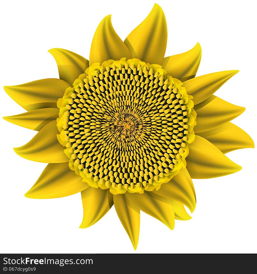 Sunflower