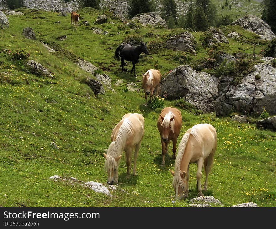 Wild horses