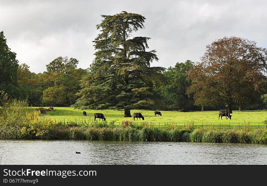 Grazing Cattle in an English Meadow