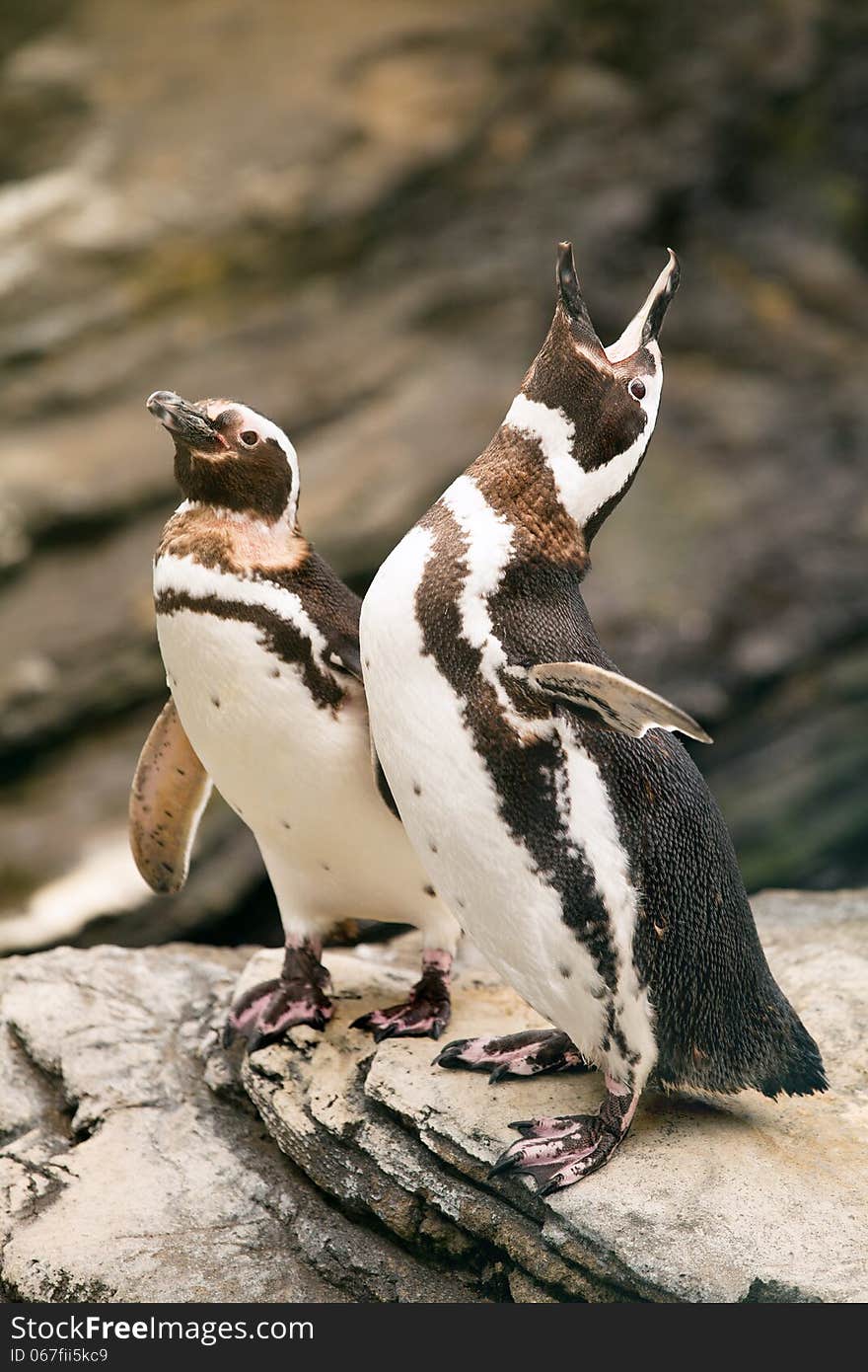 Two penguins over the rocks roaring.