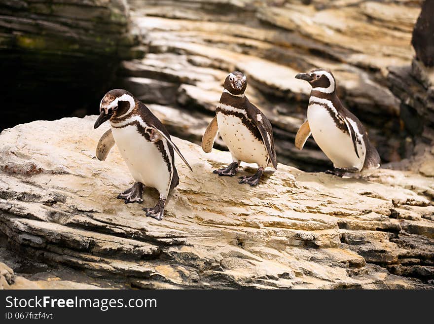 Three magellanic penguins walking on the rocks