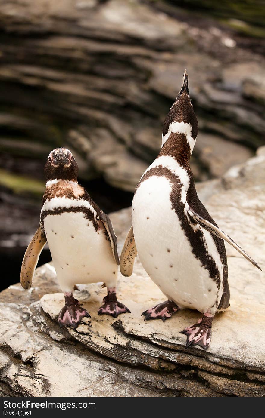 Two penguins roaring on the rocks