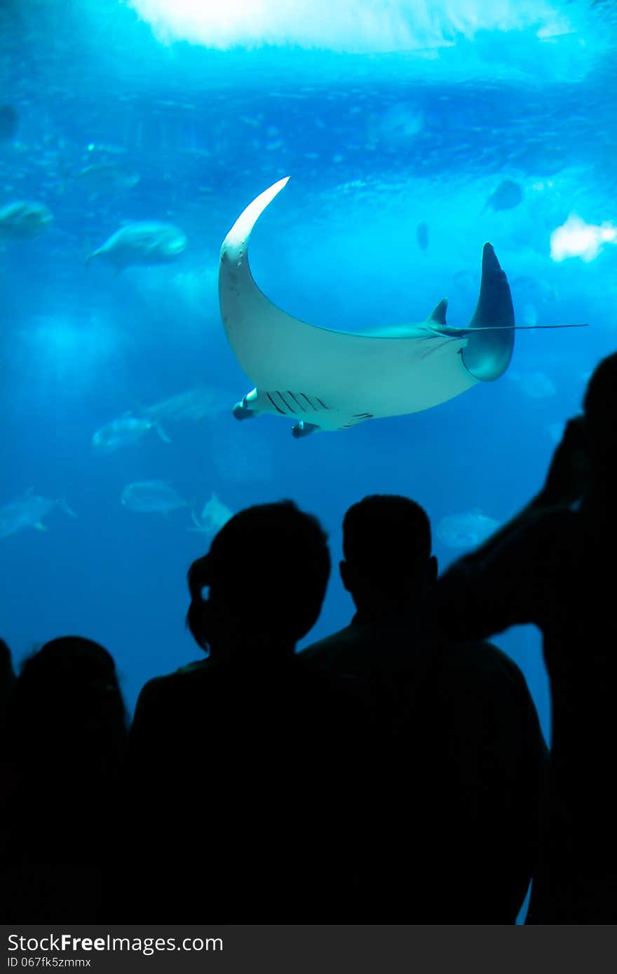 People looking to a Manta Ray in aquarium.