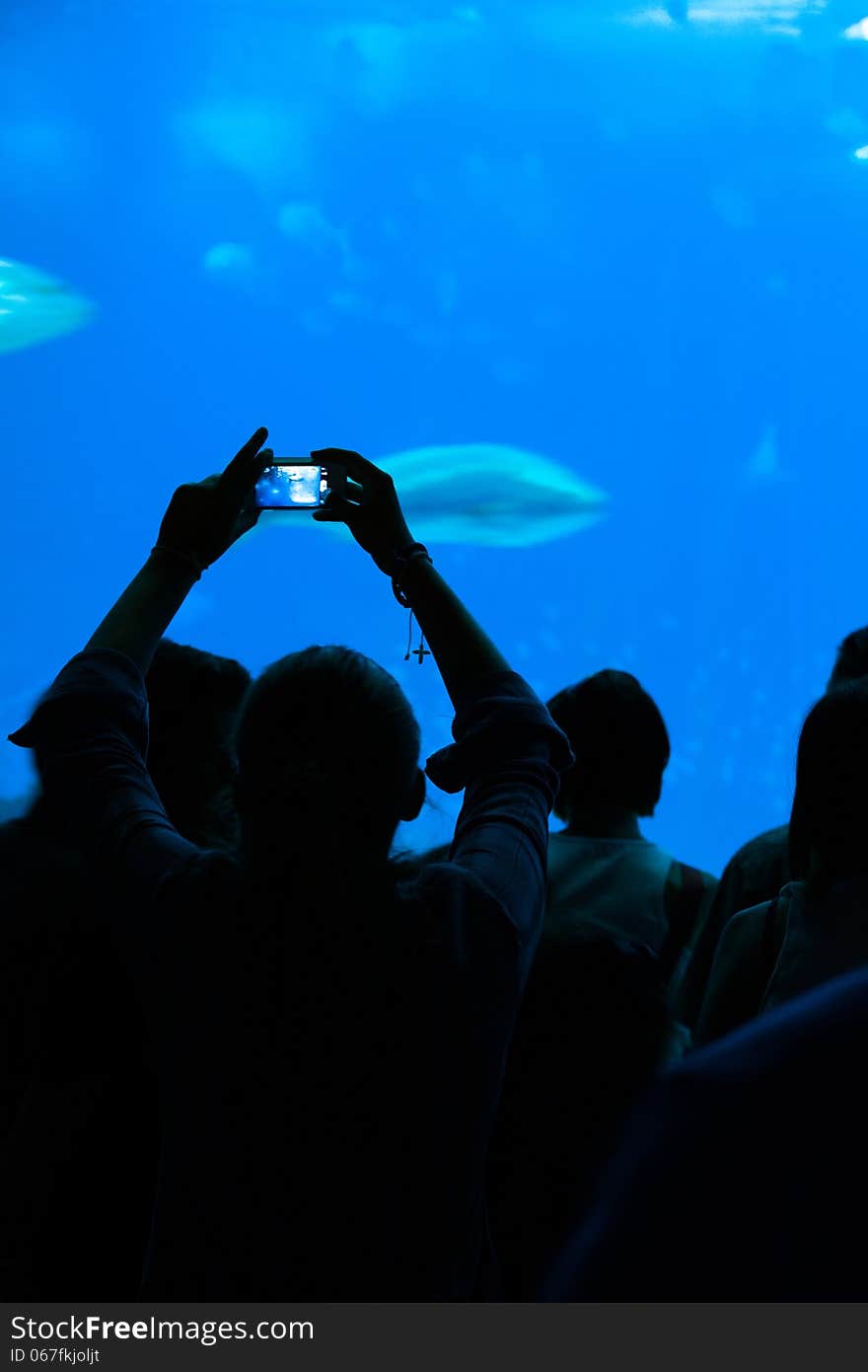 Person taking a photograph to the fishes in aquarium.