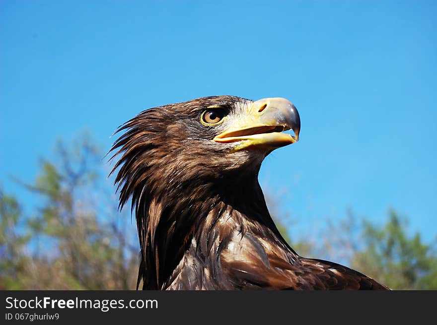 Portrait of a bald eagle on a blue sky. Portrait of a bald eagle on a blue sky.