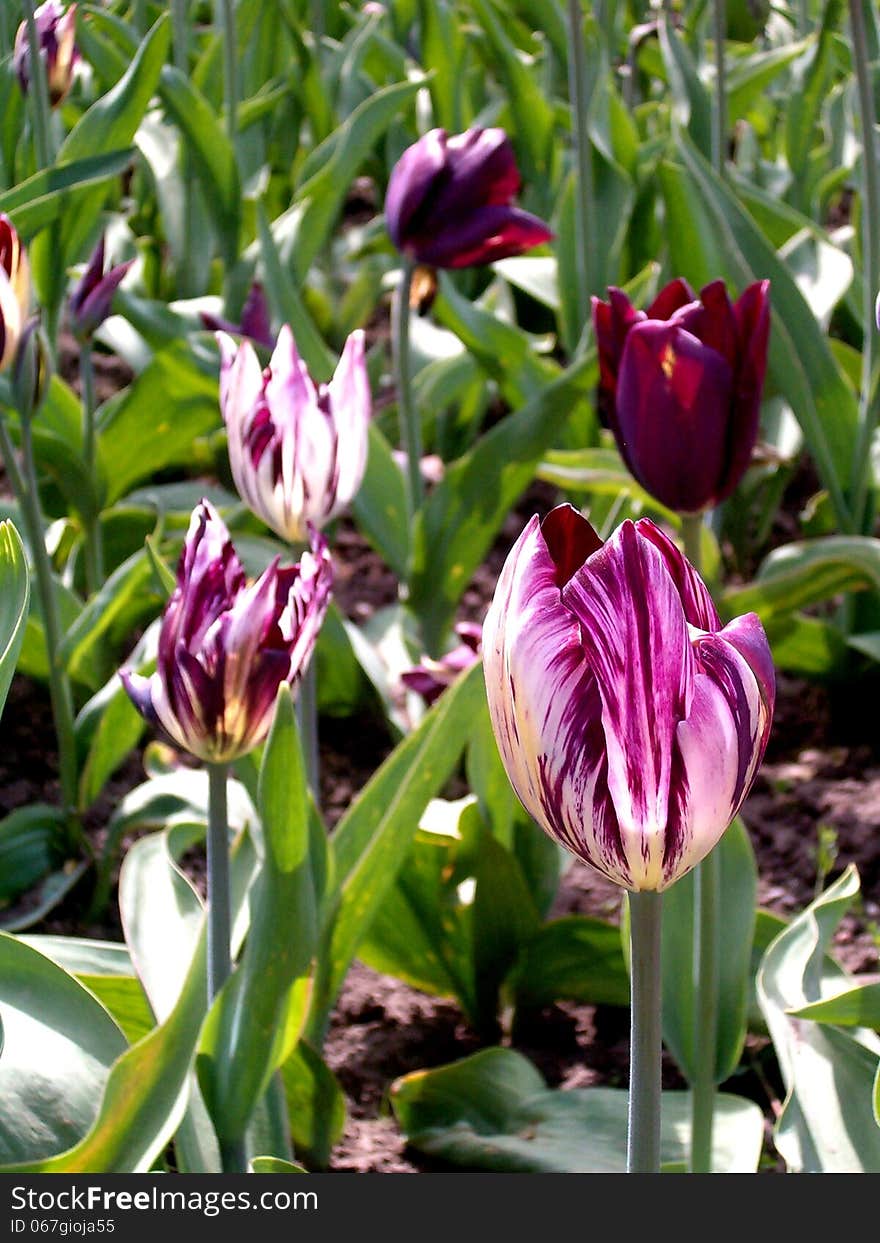 Tiger Tulips