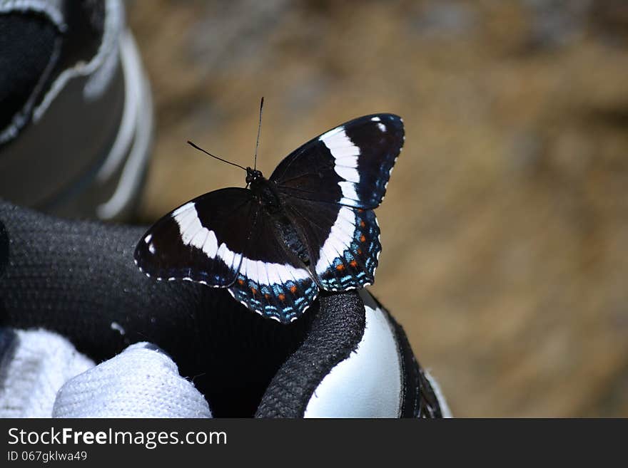 White admiral butterfly sitting on a black and white shoe. White admiral butterfly sitting on a black and white shoe.