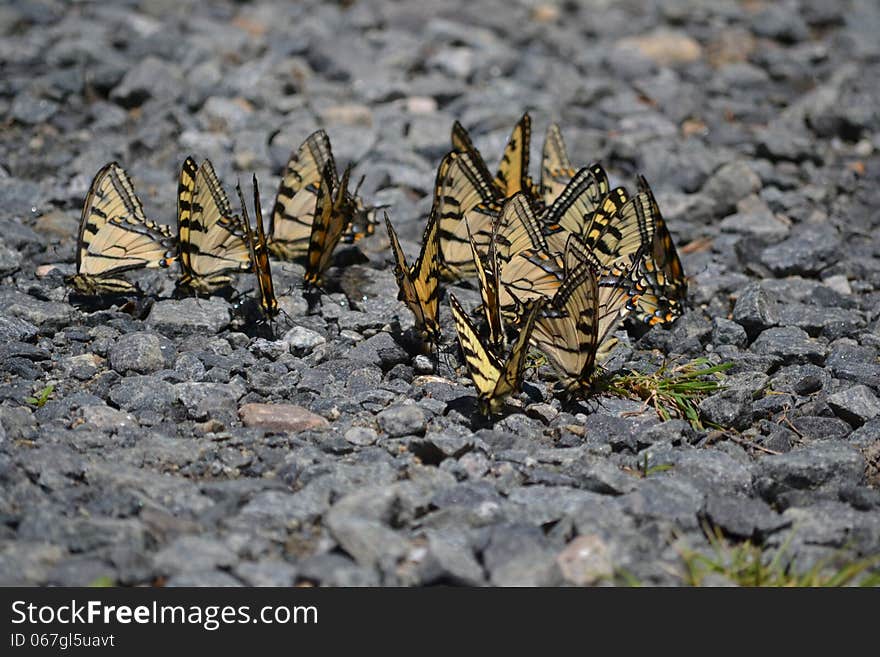 Swallowtail Gathering