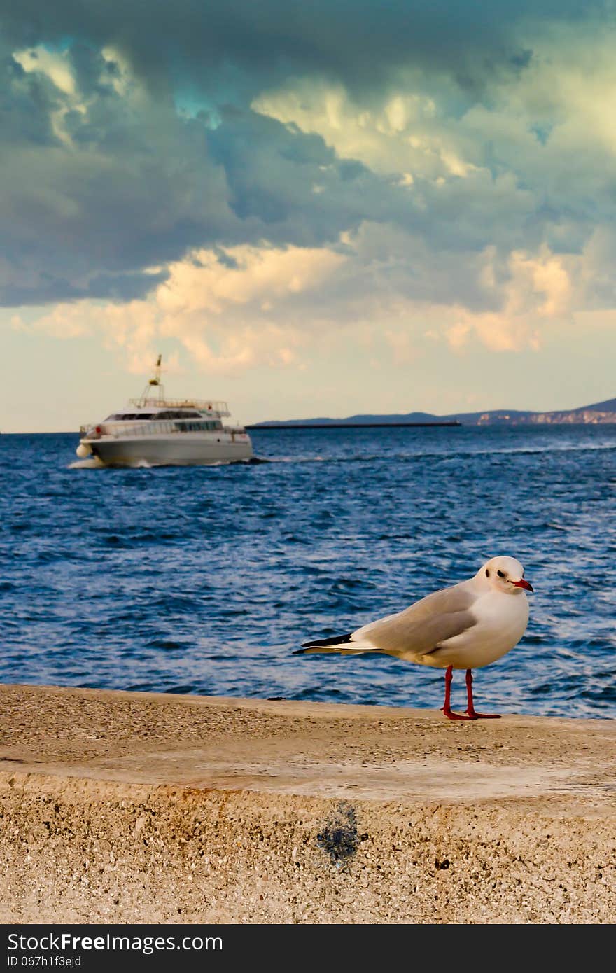 A seagull in the bay of Trieste, Italy. A seagull in the bay of Trieste, Italy