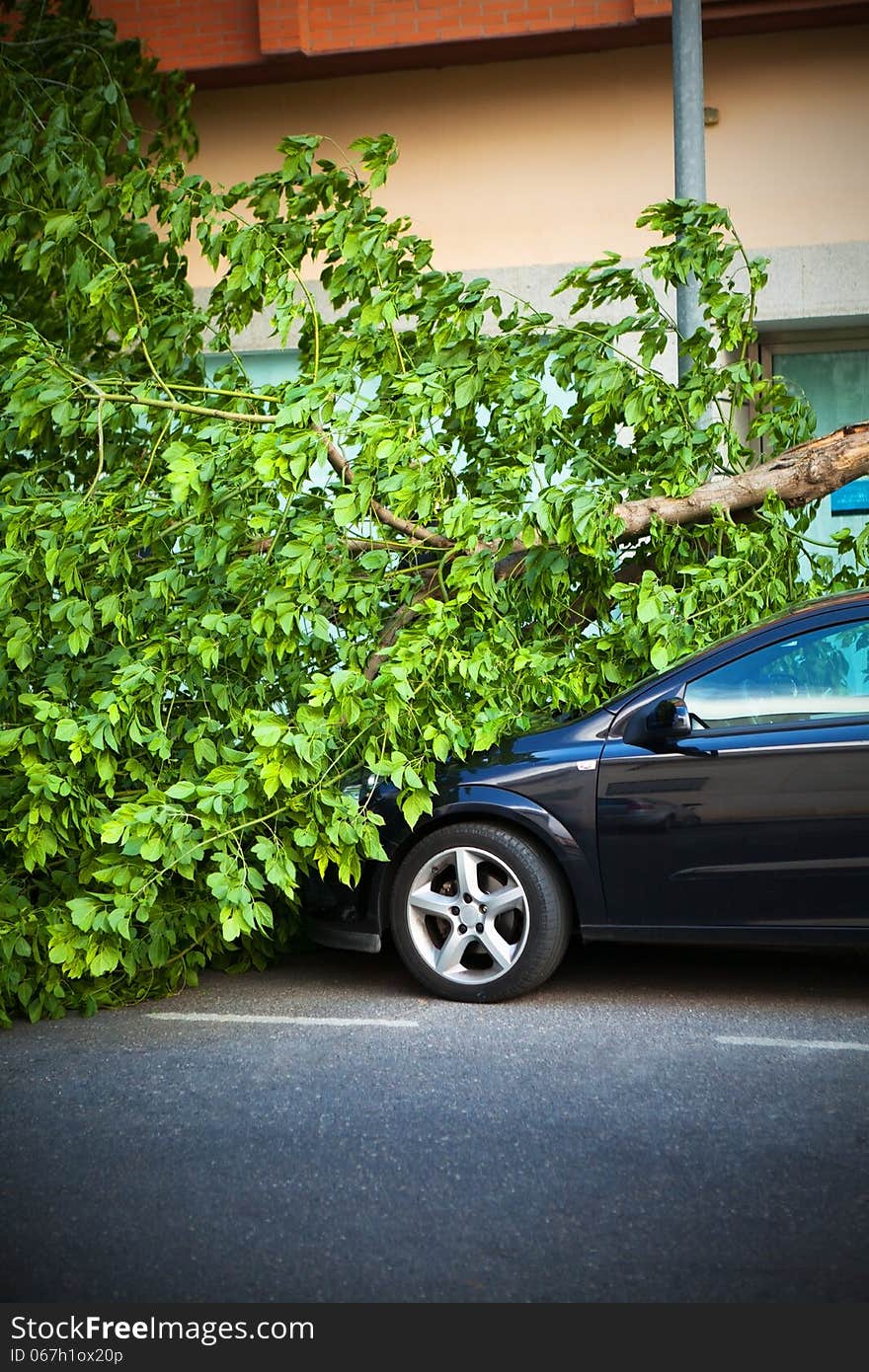 Broken tree on a car, after a wind storm, disaster. Broken tree on a car, after a wind storm, disaster.