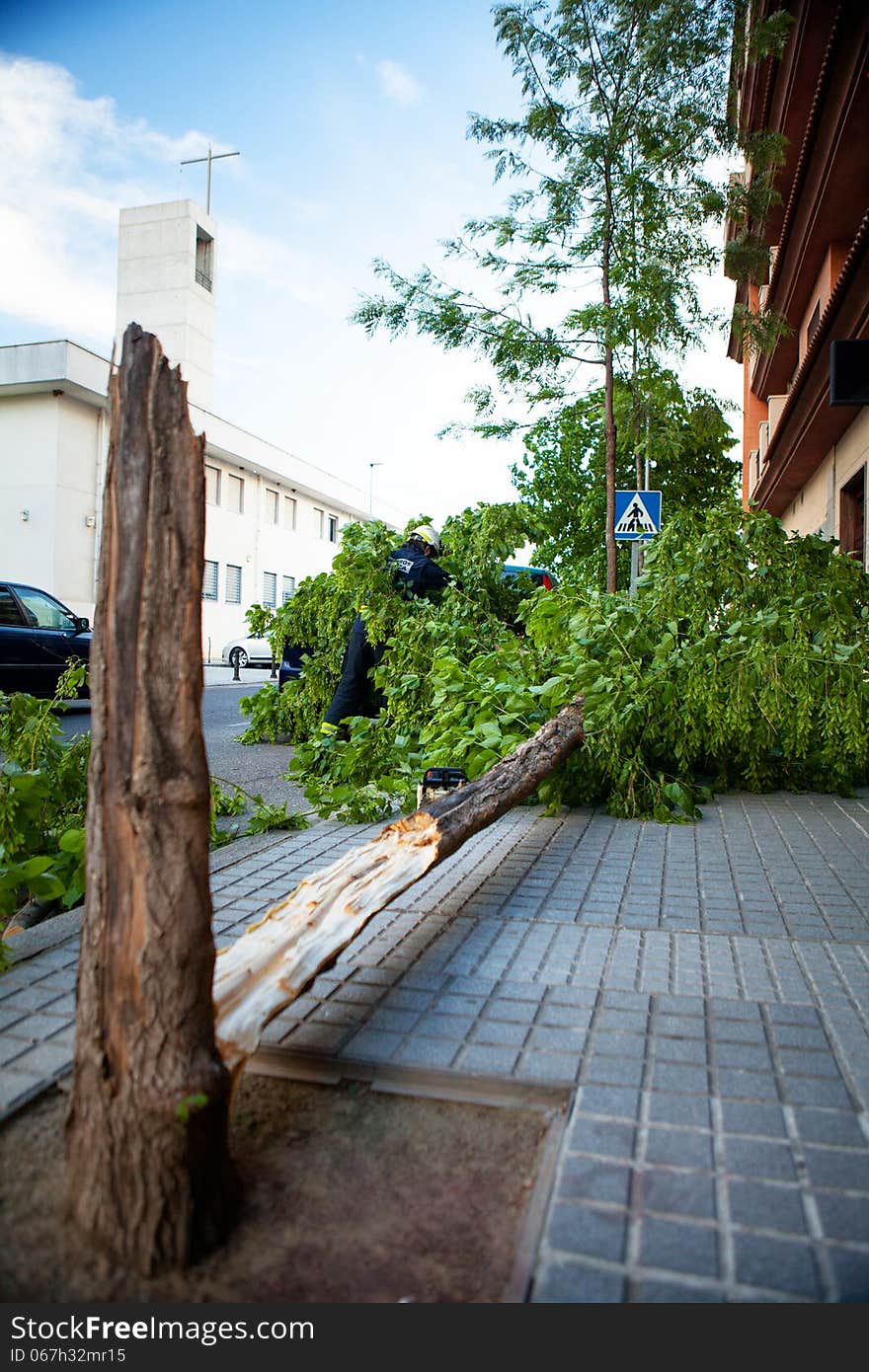 Broken Tree After A Wind Storm.