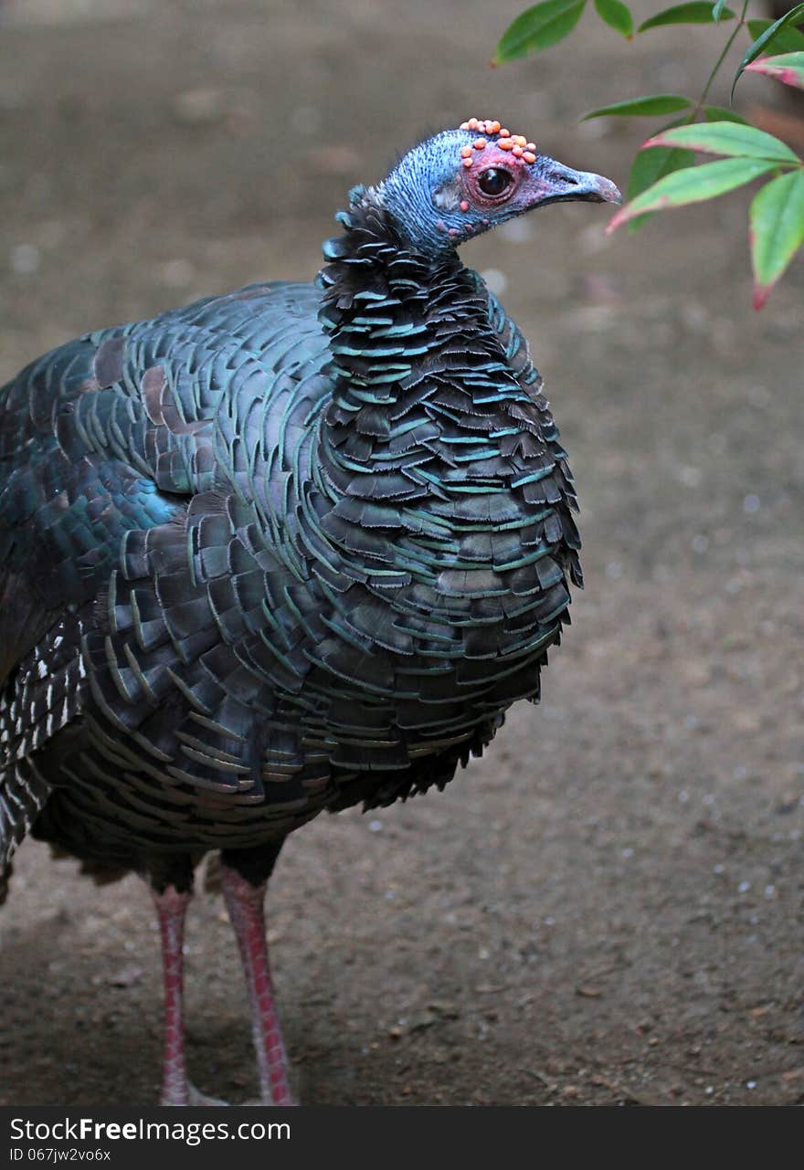 Colorful Wild Turkey Hen With Red And Blue Head