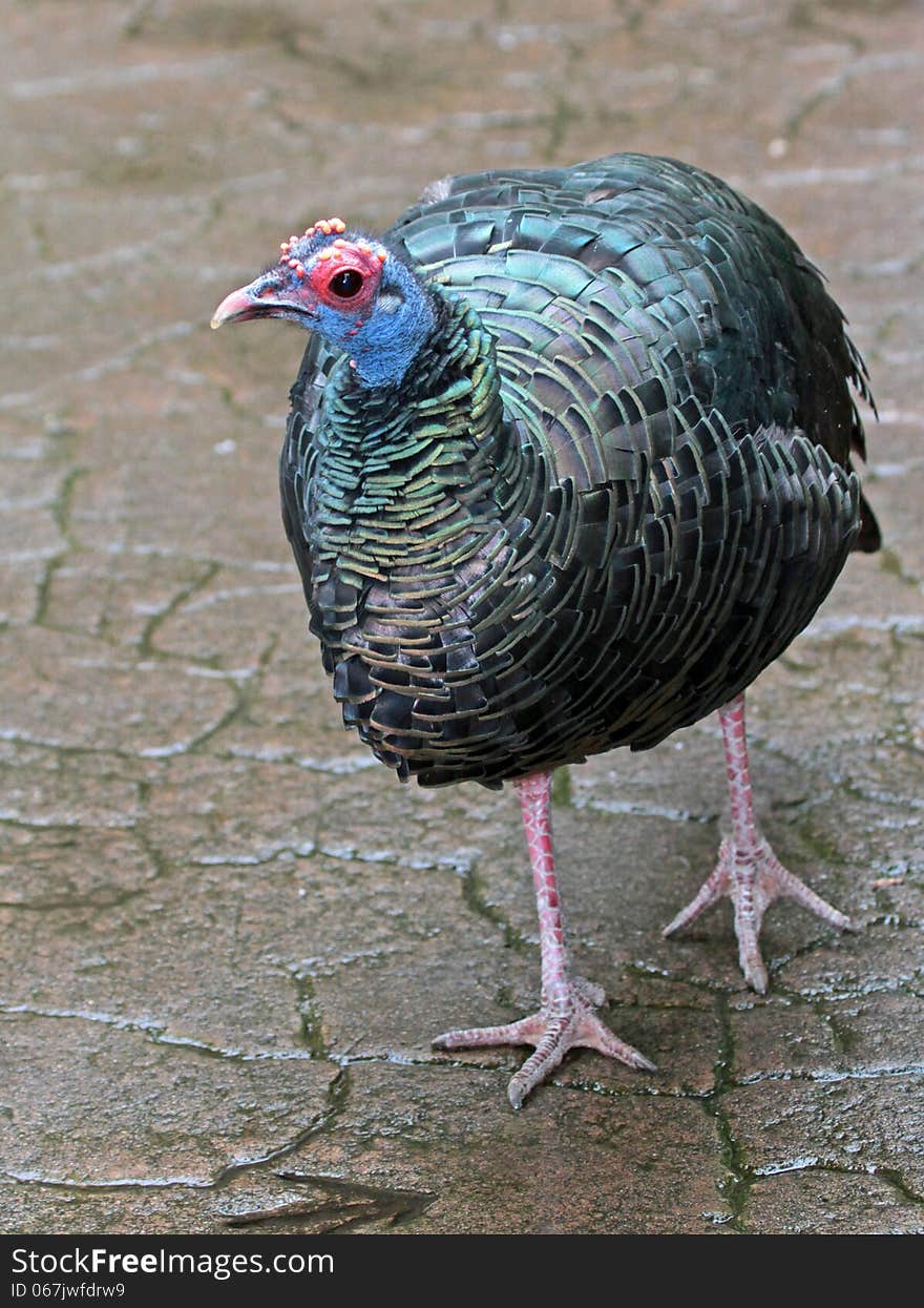 Colorful Wild Turkey Hen With Red And Blue Head