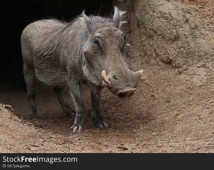 Close Up Details Of African Pig Emerging from Earth Den. Close Up Details Of African Pig Emerging from Earth Den