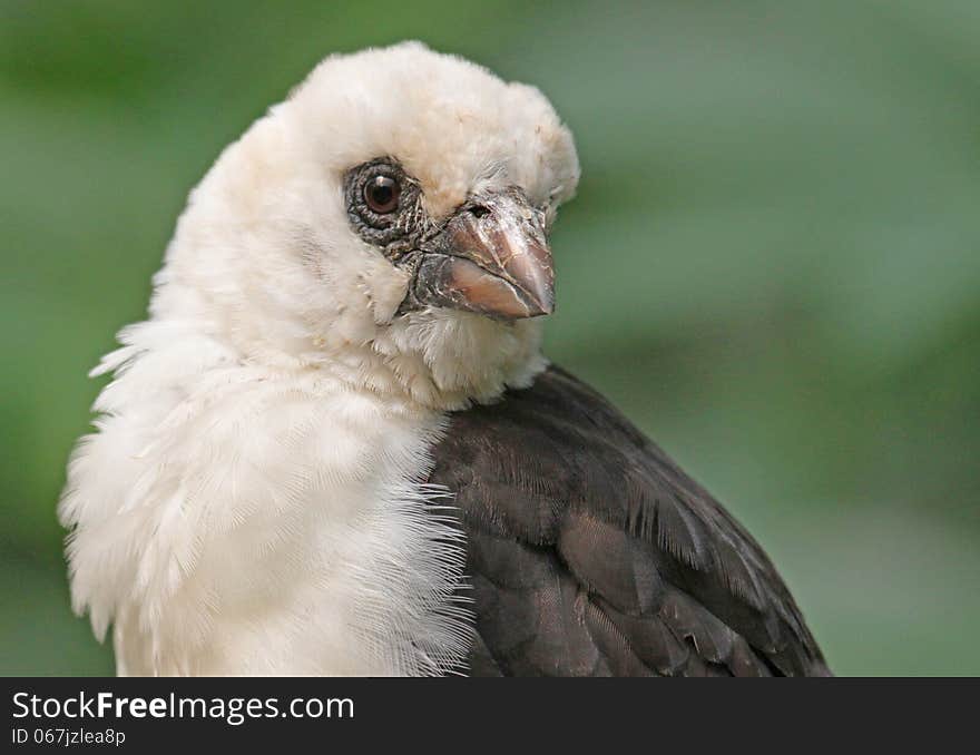 Weaver Bird