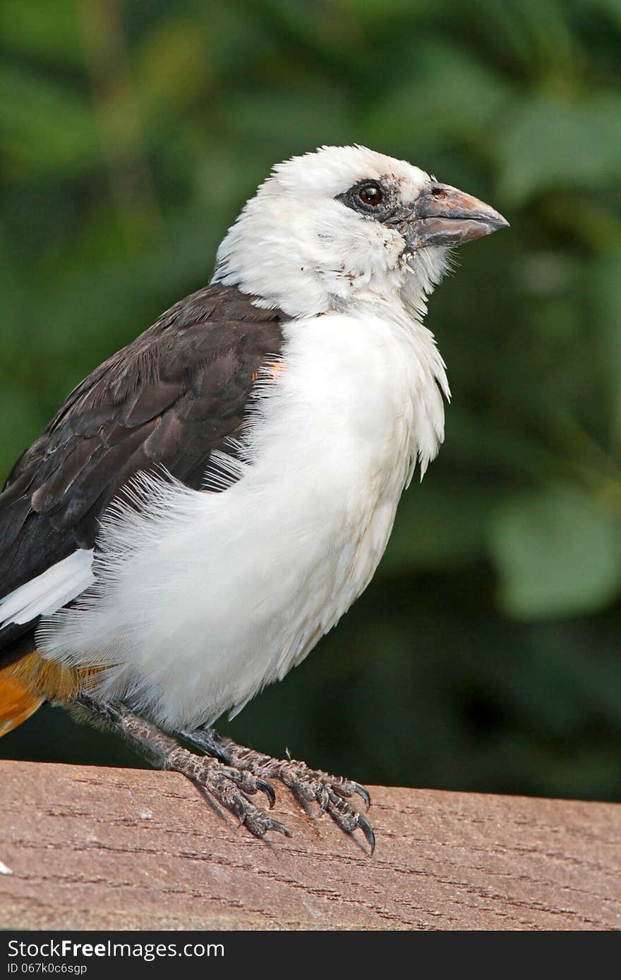 Weaver Bird