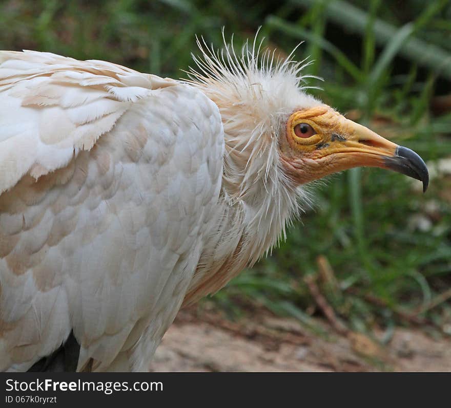 Western Egyptian Vulture Close Up Head Detail. Western Egyptian Vulture Close Up Head Detail