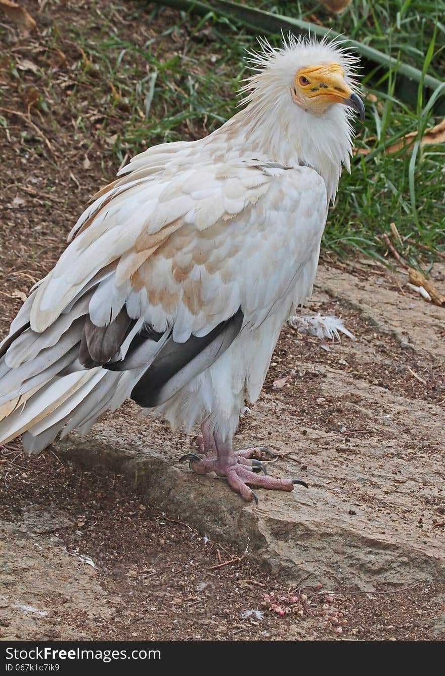 Western Egyptian Vulture Close Up Detail. Western Egyptian Vulture Close Up Detail