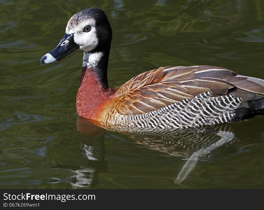 Whistling Duck Reflected In Green Water. Whistling Duck Reflected In Green Water