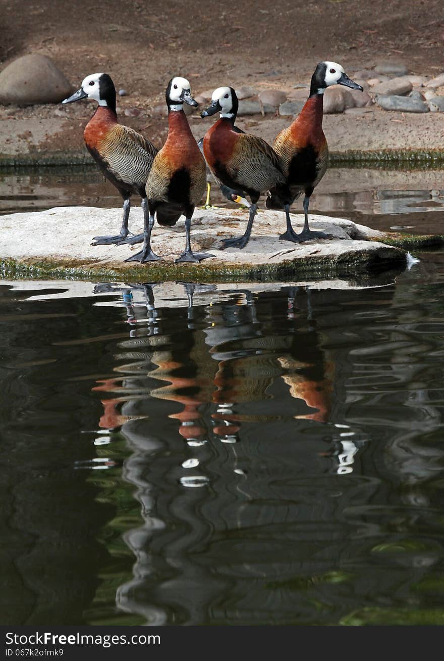 White Faced Whistling Ducks Reflected In Water Pond. White Faced Whistling Ducks Reflected In Water Pond