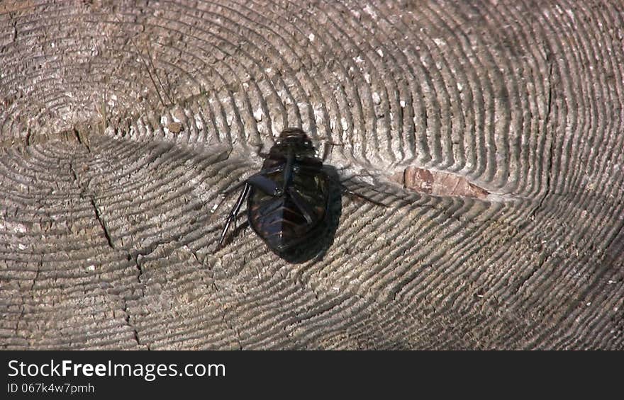 Big black beetle on the stump overturns back to the legs and removed satisfied