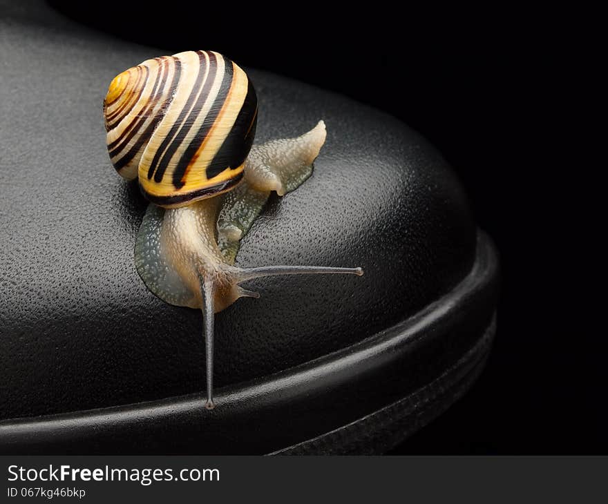 Garden snail on a boot