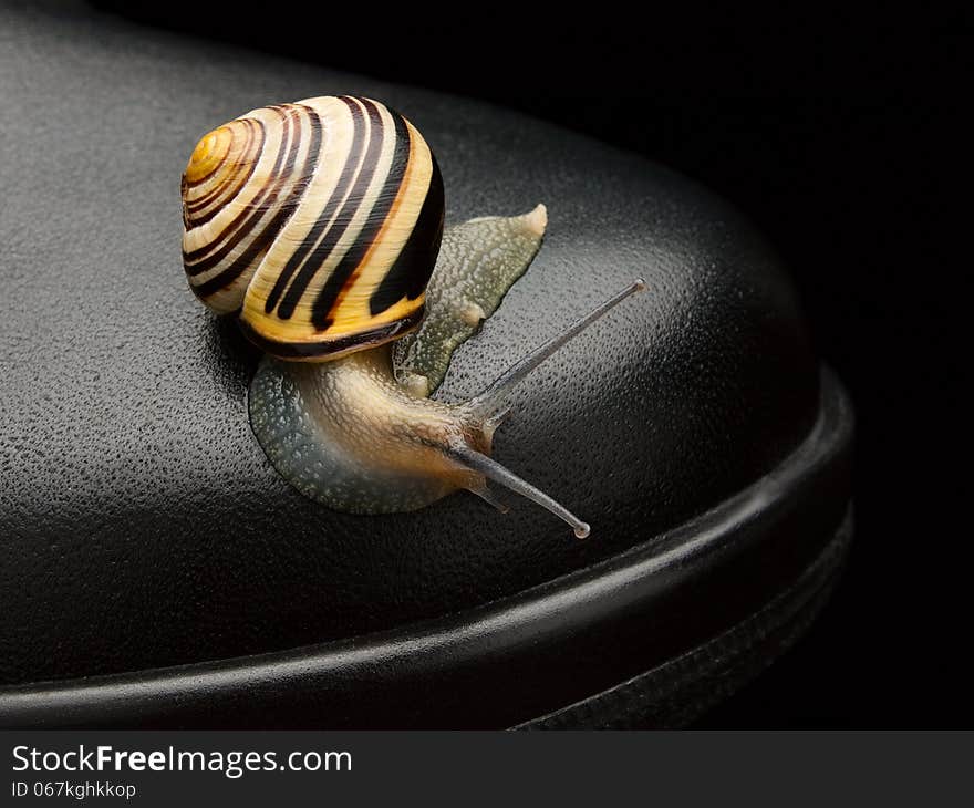 Garden snail on a boot