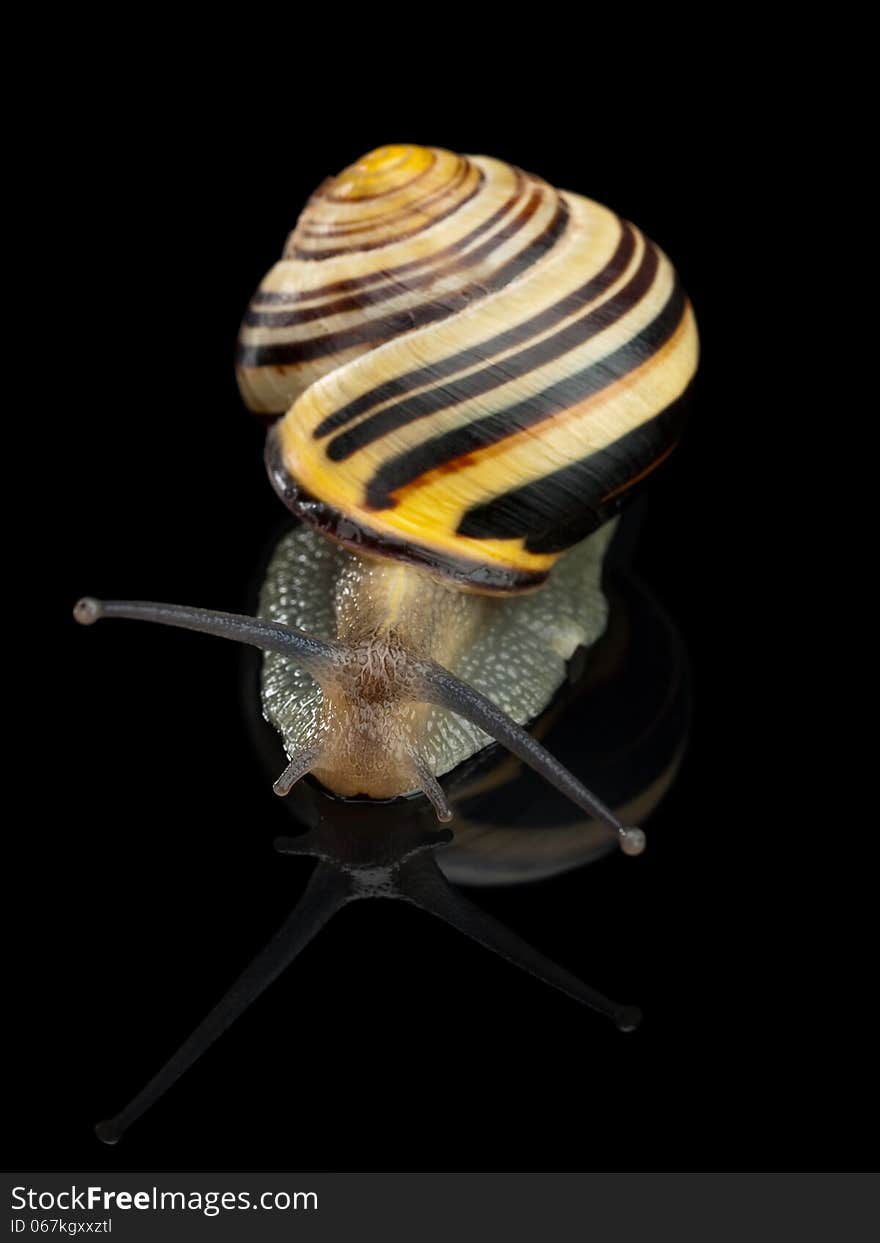 Garden snail