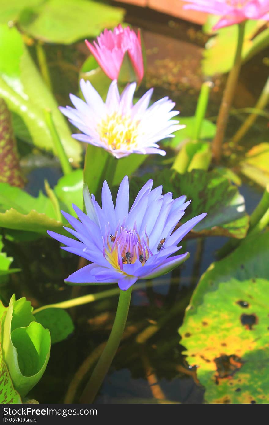 Close up lotus flower in the pot in summer