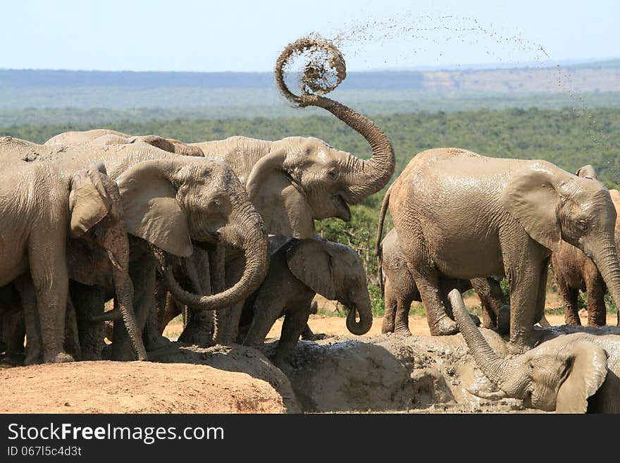 African elephant herd at Addo Elephant National Park blows muddy water from its trunk into a spiral. African elephant herd at Addo Elephant National Park blows muddy water from its trunk into a spiral