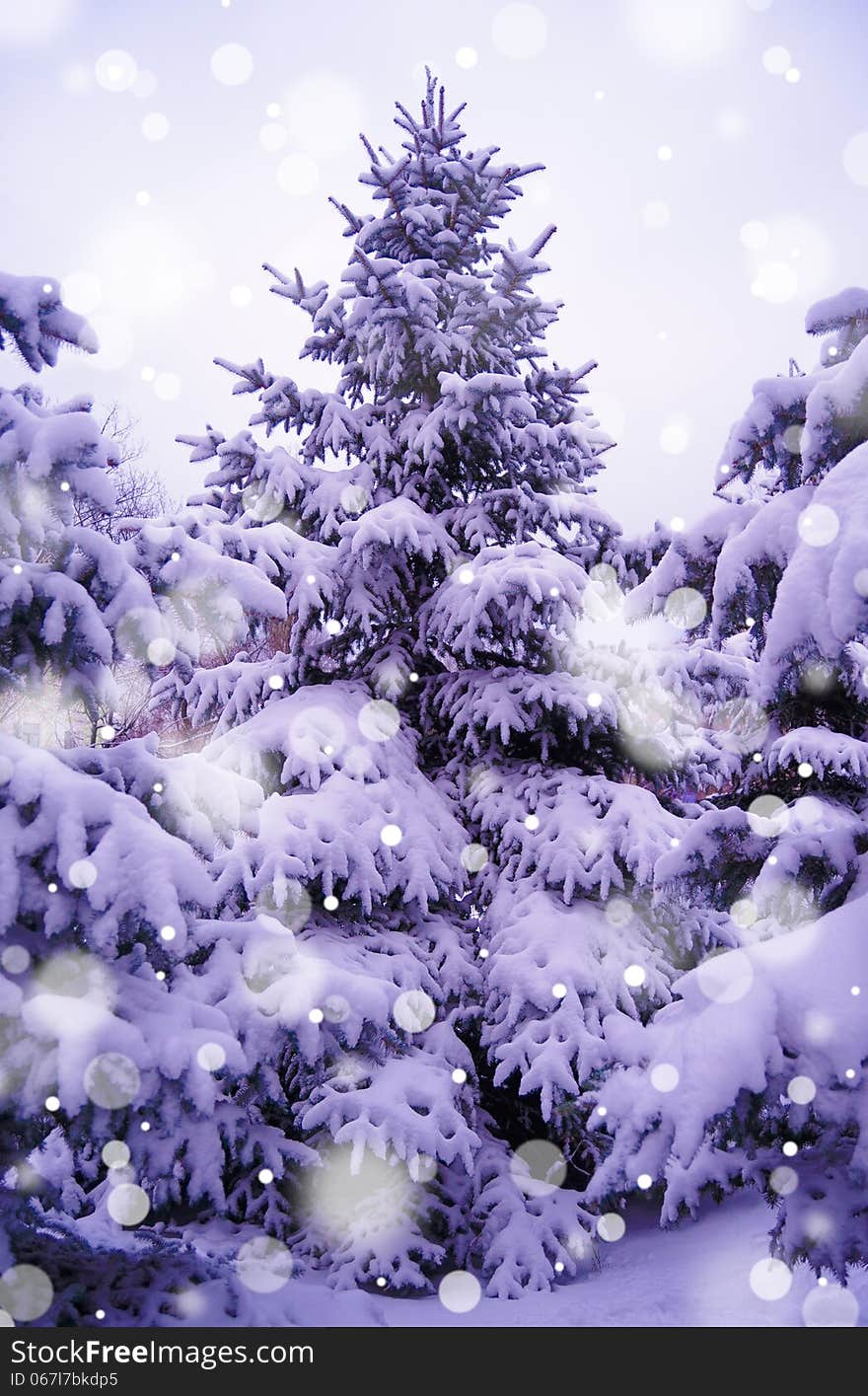 Christmas Trees Under Beautiful Snow Cover