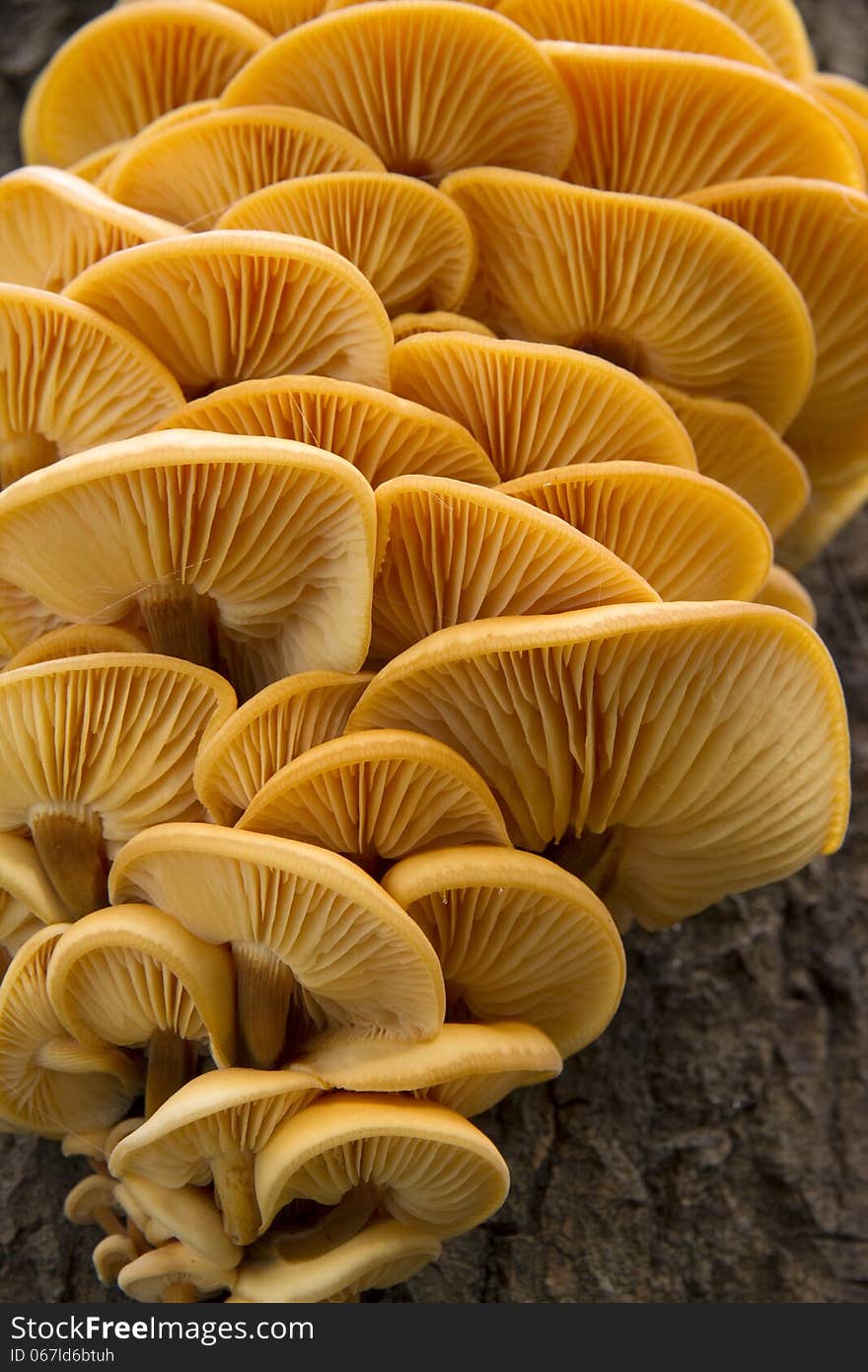 Colony of yellow mushrooms on tree trunk