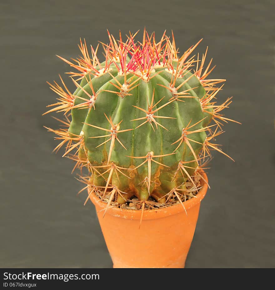 Cactus Plant.