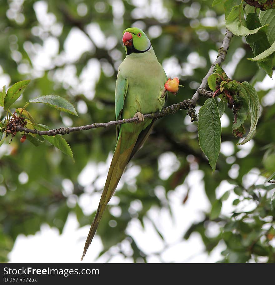 Parakeet Eating Cherry