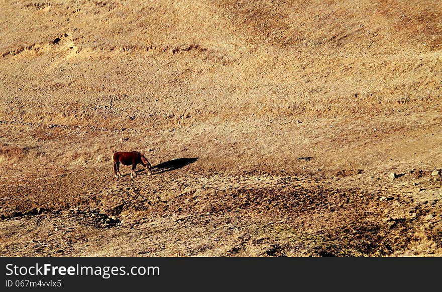 A lonely horse is eating grass. Photo was taken on Feb 10th 2013. A lonely horse is eating grass. Photo was taken on Feb 10th 2013.