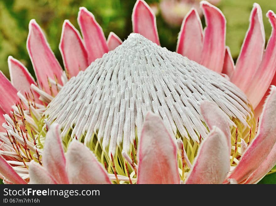 Close up of beautiful King protea