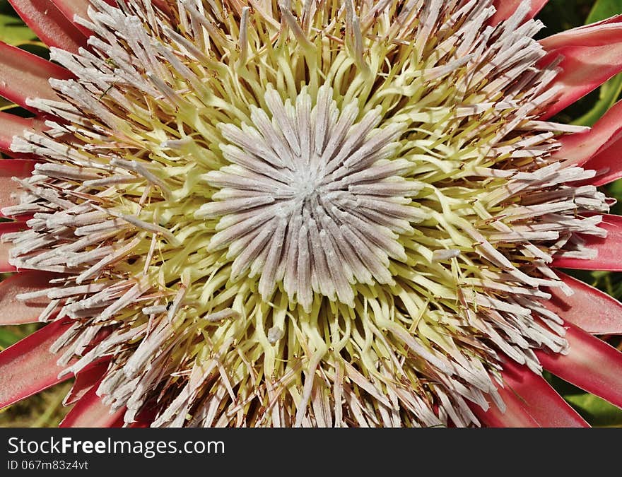 Close up of beautiful King protea