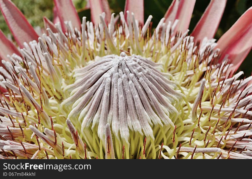 Close up of beautiful King protea