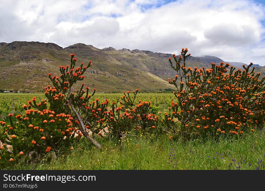 Landscape with pincushion protea shrubs full of blossoms