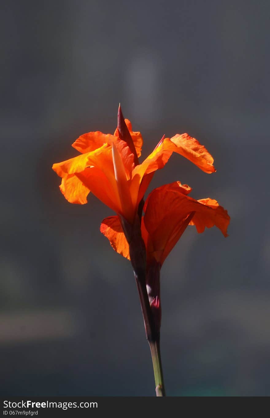 Close up of orange lily in bright sunlight