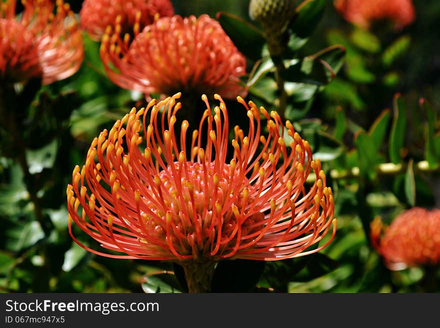 Pincushion protea