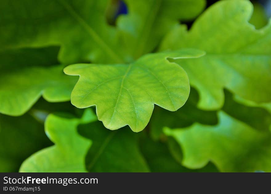 Close up of fresh green oak leafs