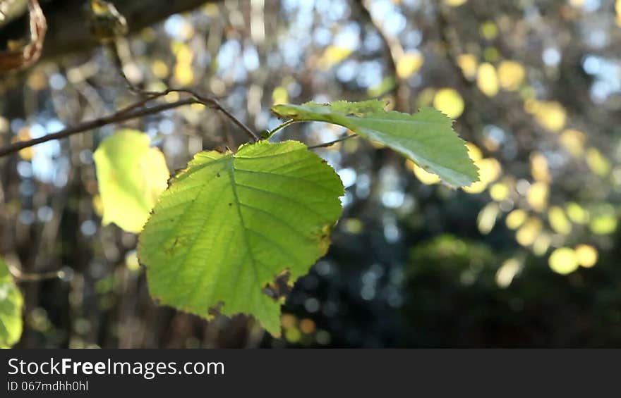 Green leaves of a tree moving in the wind. Green leaves of a tree moving in the wind