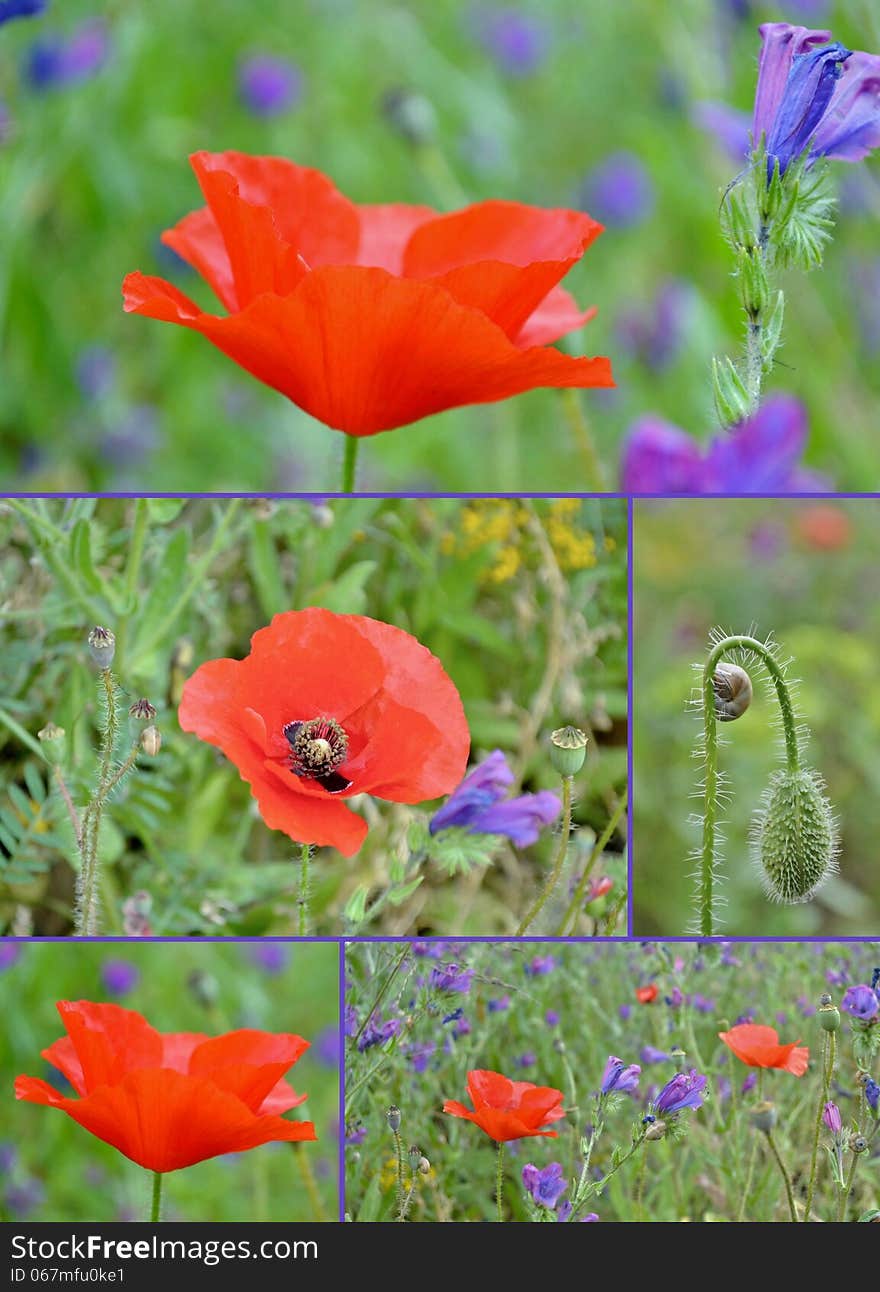 Poppy collage