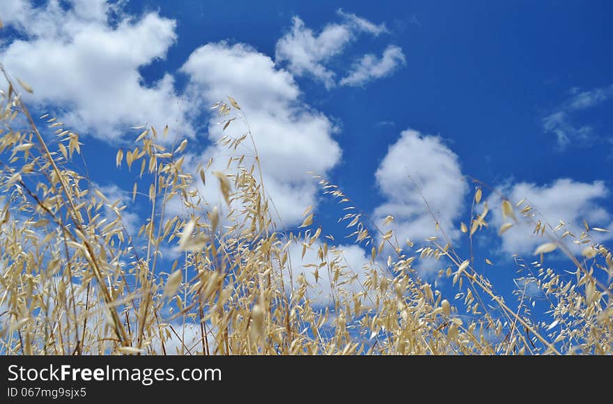 Landscape with wheat field and white clouds in blue sky