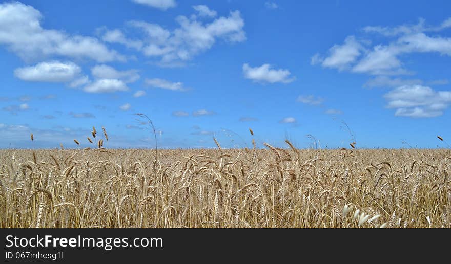 Wheat Field