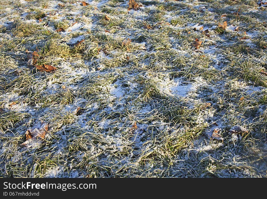 Grass covered with first  snow