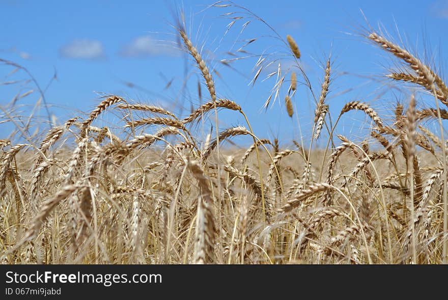 Landscape with wheat field and white clouds in blue sky